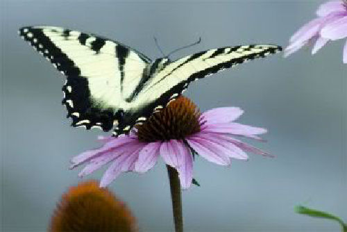 bella q butterfly