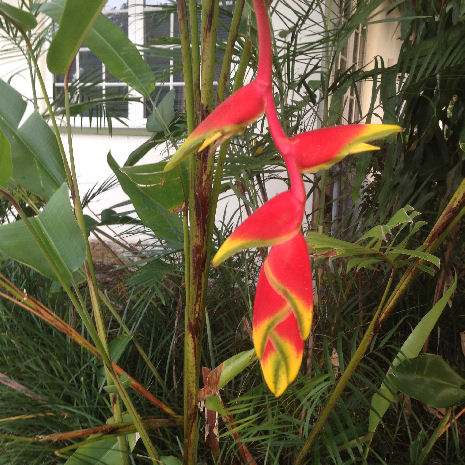 shar lobster claw heliconia