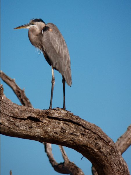 cope_blue_heron