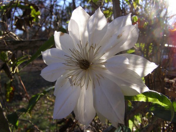 ozark-clematis