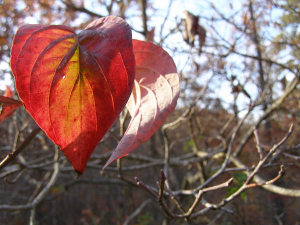 ozark-dogwoods