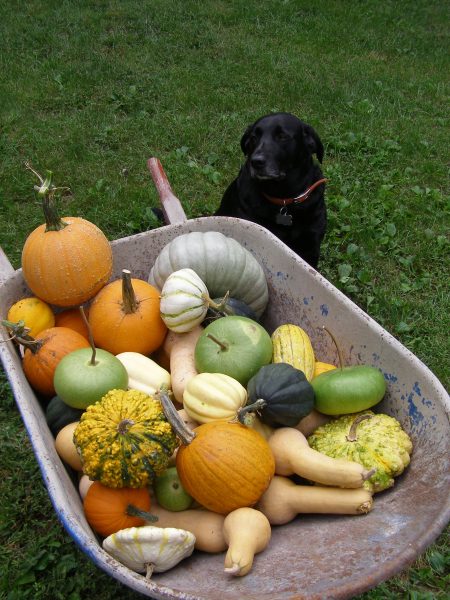 ozark-gourds