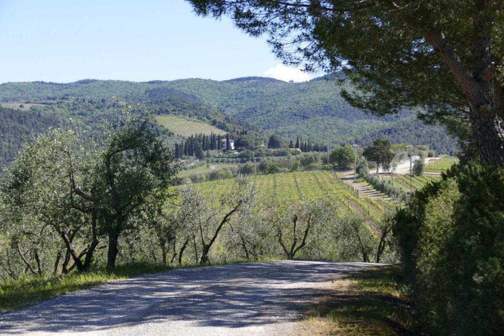 1000071 Tuscan country road through olive groves and vineyards