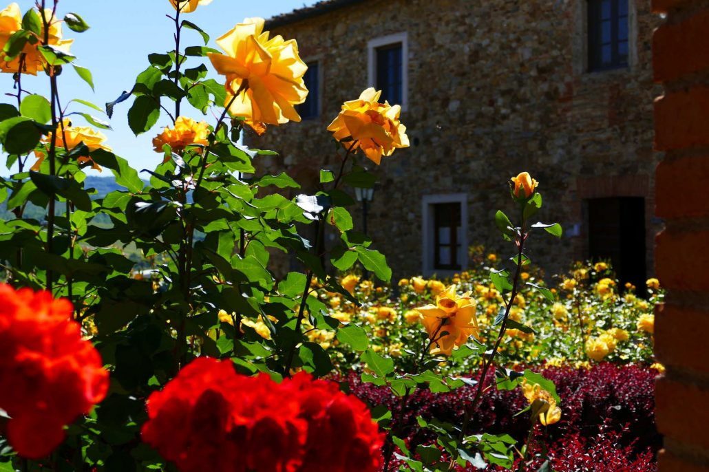 1000099 Flowers at Riserva di Fizzano