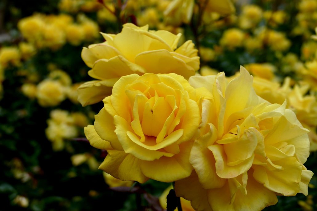 1000206 More yellow roses