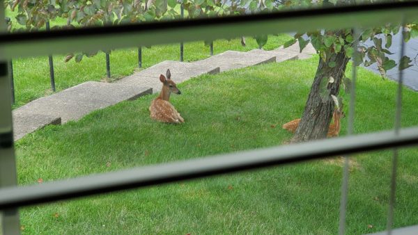 fawns relaxing in front yard