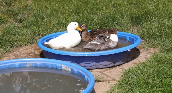 Three Little Ducks in their pool