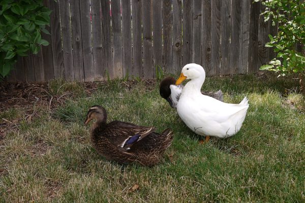 Three ducks in the yard