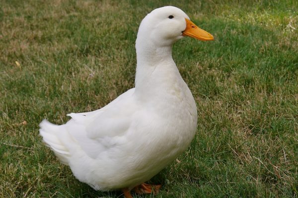 White Pekin Duck in yard