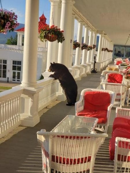 Bear on hotel balcony
