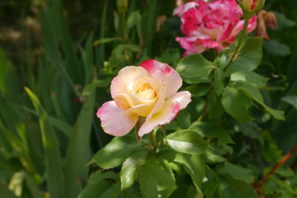 pink and cream rose