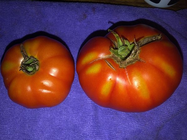 picture of tomato