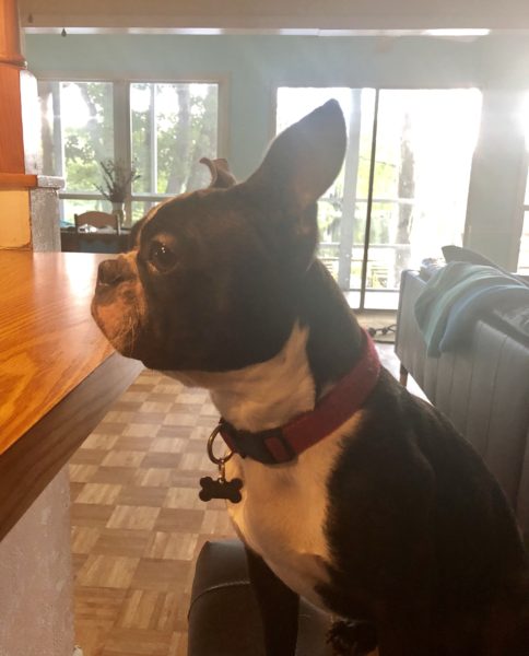 Boston terrier sitting at a counter.