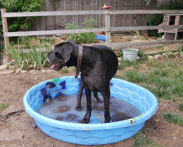 great dane in a baby pool