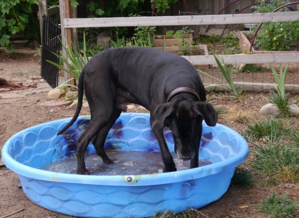 great dane splashing in a baby pool