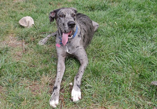 great dane lying in the grass