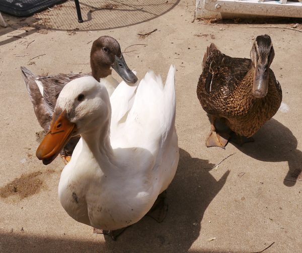 mud covered ducks