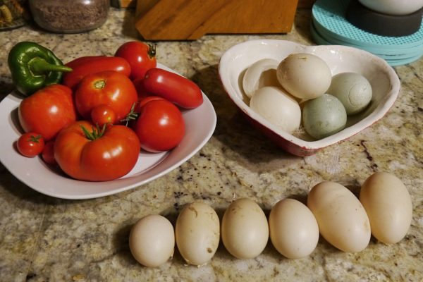 duck eggs, tomatoes on counter