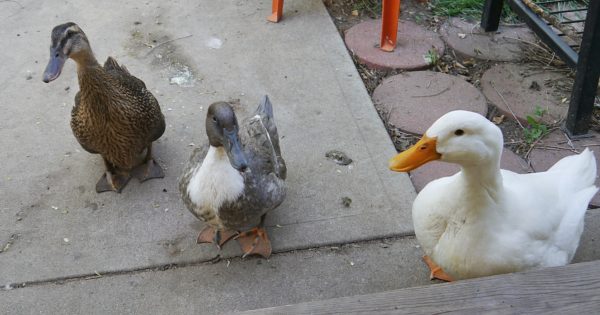 three ducks gathers at door