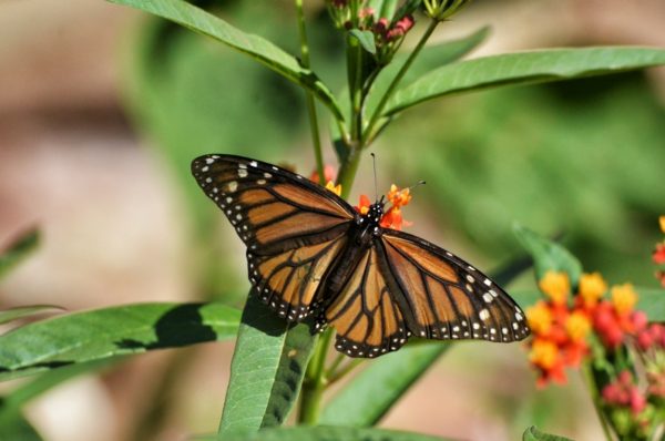 monarch butterfly on lantana