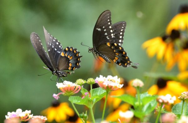 black swallowtail on lantana