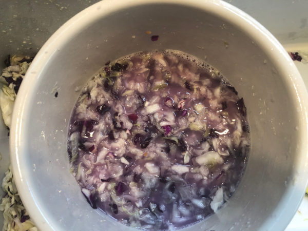 cabbage macerated until it is covered with brine