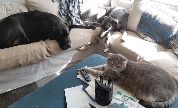 2 great danes and 1 great cat have a meeting