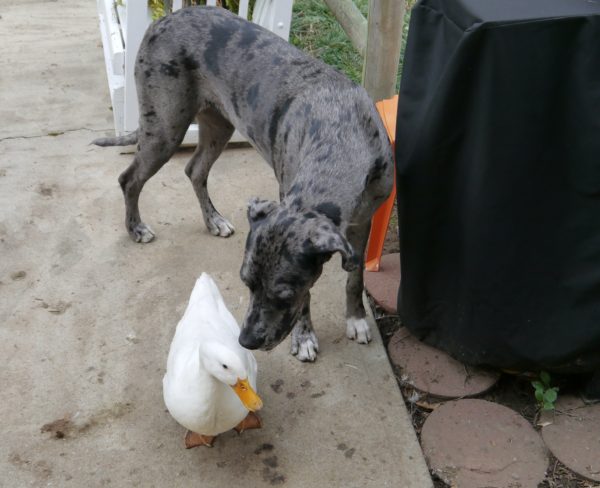 great dane and duck friends