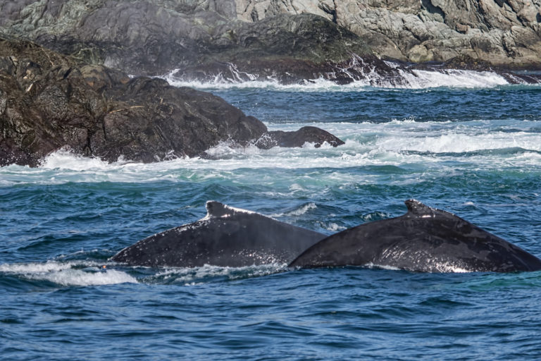 On The Road - arrieve - Humpback Whales 1
