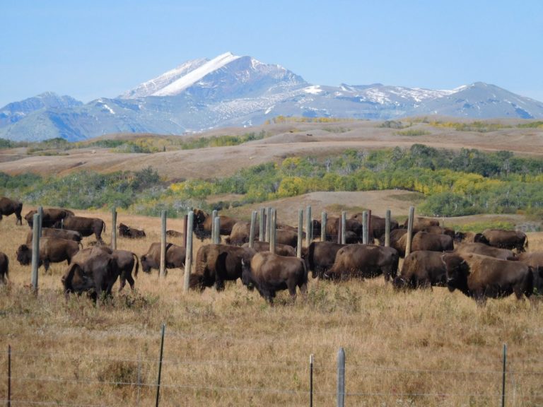 On The Road - realbtl - East side Glacier NP. 4