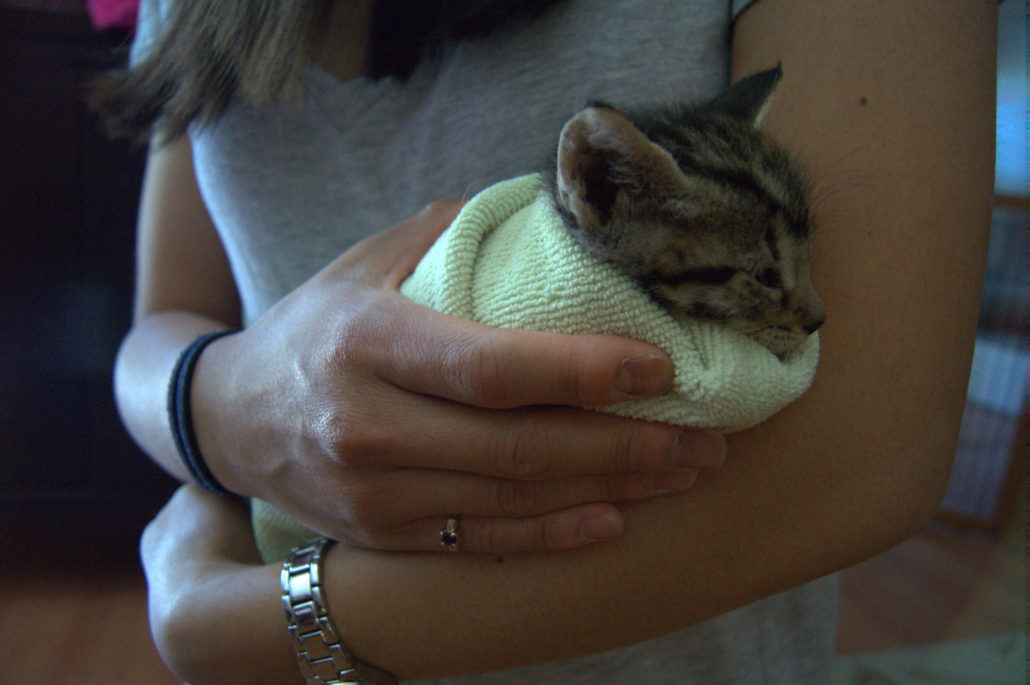 Adorable little kitten wrapped in a full burrito restraining wrap.