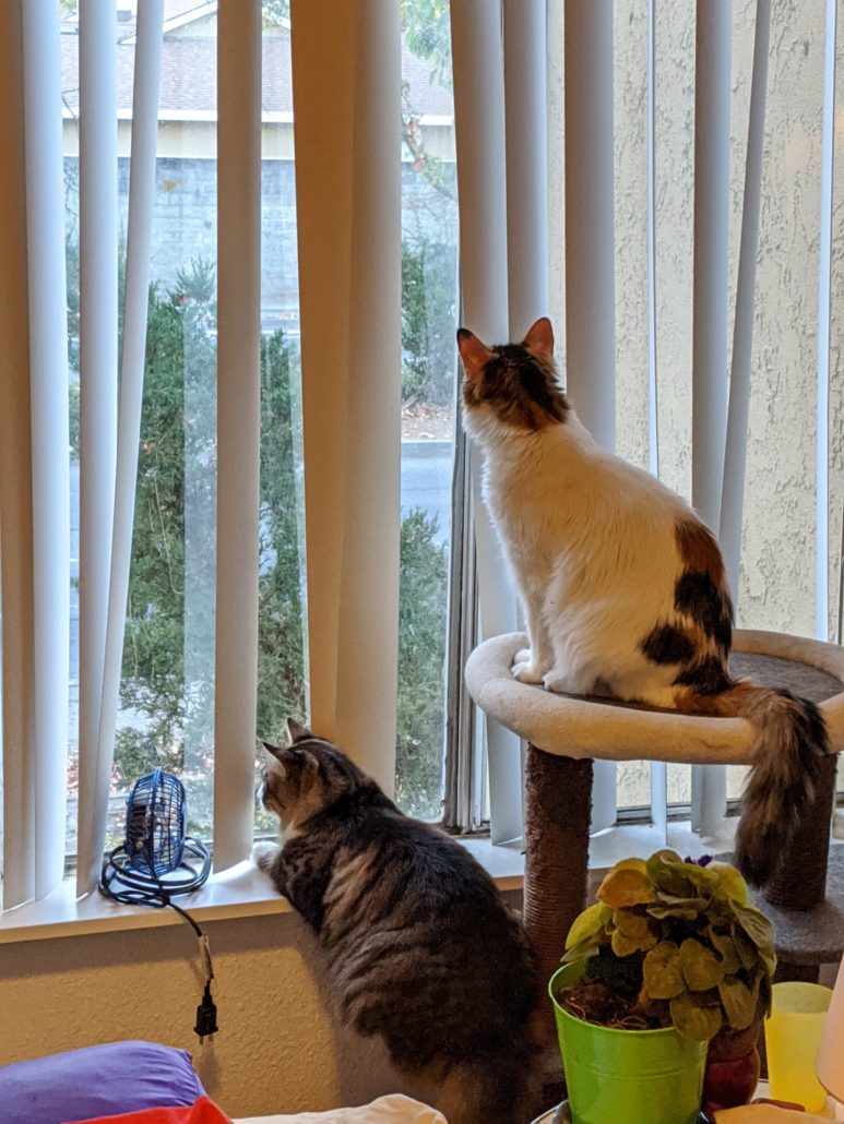 2 Floofy cats, watching birds.