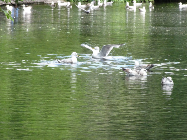 On The Road - Wolvesvalley - Birds