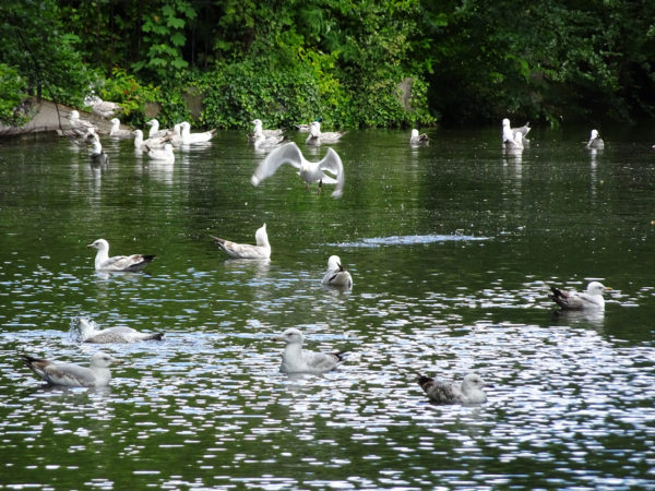 On The Road - Wolvesvalley - Birds 1