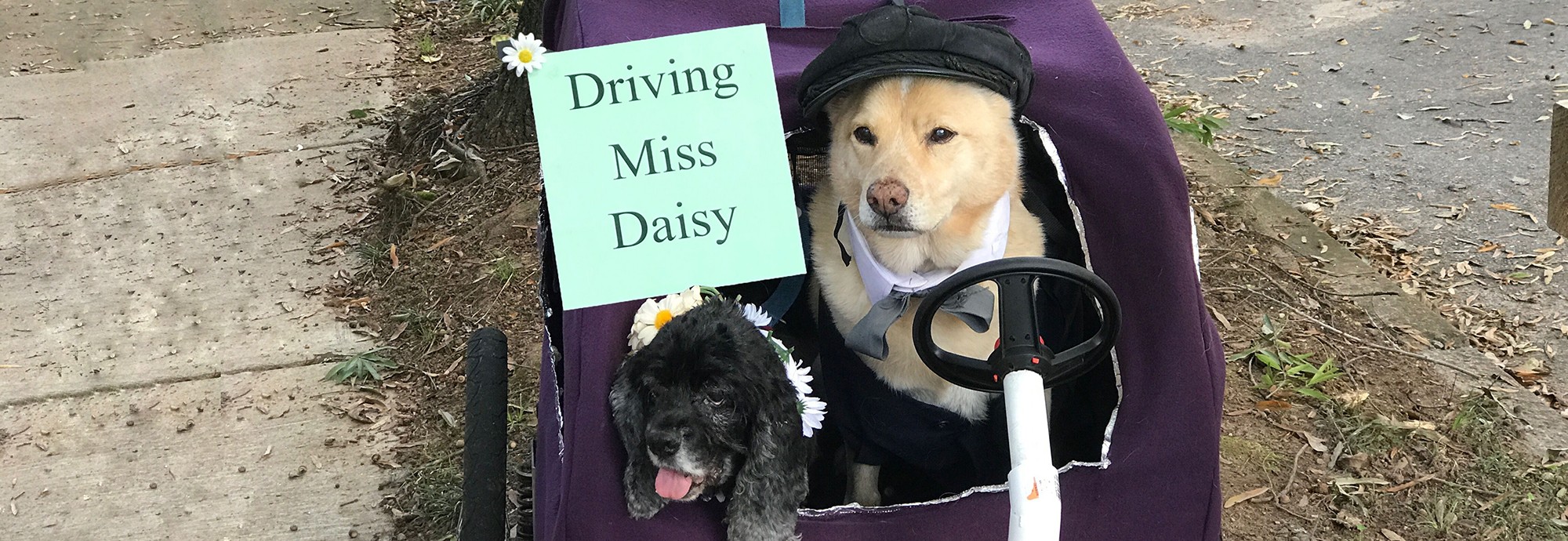 Raven's two dogs, Bohdi and Lil Bit, in costume, white dog in chauffeur's hat in the drivers seat and the black spaniel with white daisies in her hair, being driven. sign: driving miss daisy