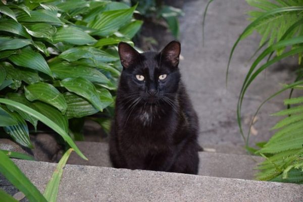 merlin rescue black kitty