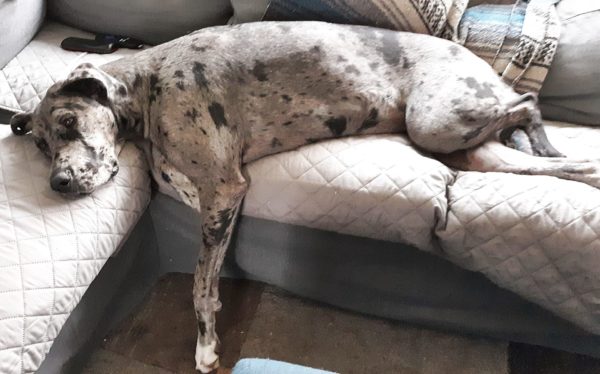 great dane puppy has ennui