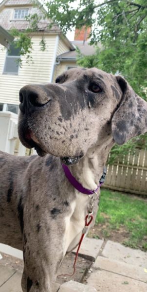 Great Dane Adoption: Silver Merle Pup 1