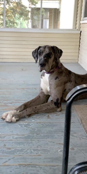 Great Dane Adoption: Silver Merle Pup