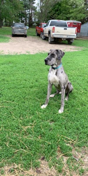 Great Dane Adoption: Silver Merle Pup 3