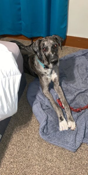 Great Dane Adoption: Silver Merle Pup 4