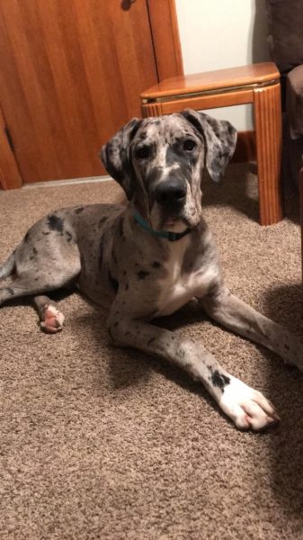 Great Dane Adoption: Silver Merle Pup 5