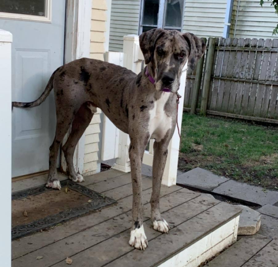 Great Dane Adoption: Silver Merle Pup 7