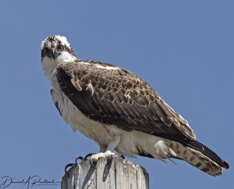 On The Road - Albatrossity - In the West