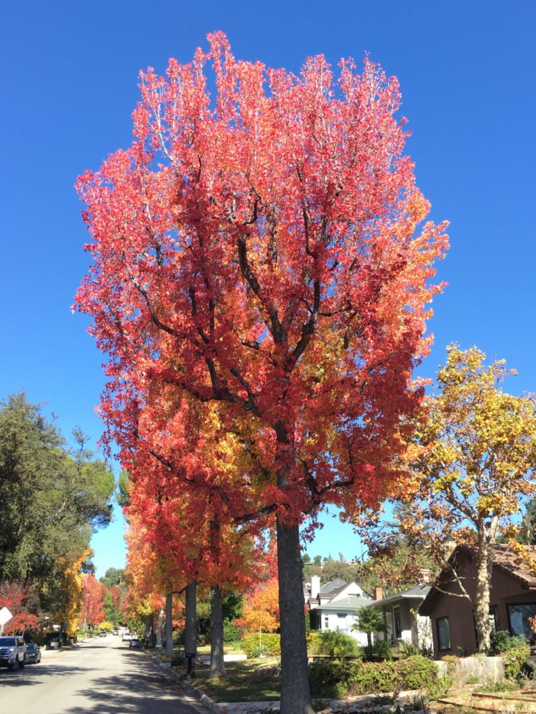 On The Road - UncleEbeneezer - "Fall" Color in SoCal 1