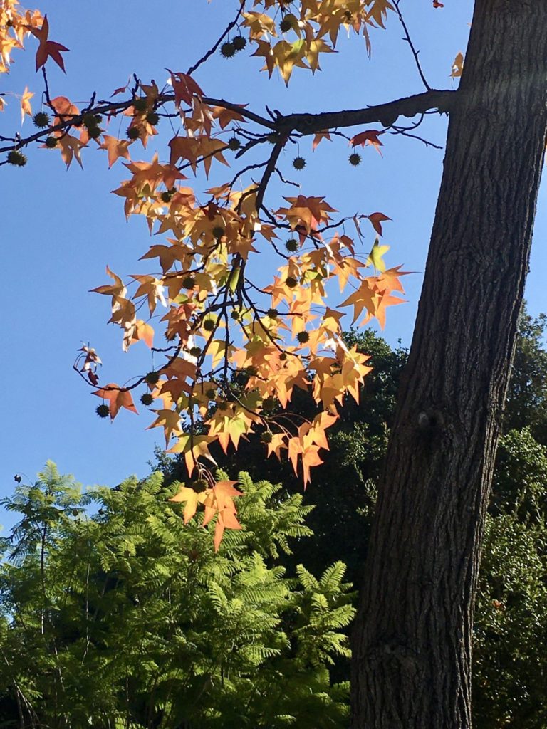 On The Road - UncleEbeneezer - "Fall" Color in SoCal 2