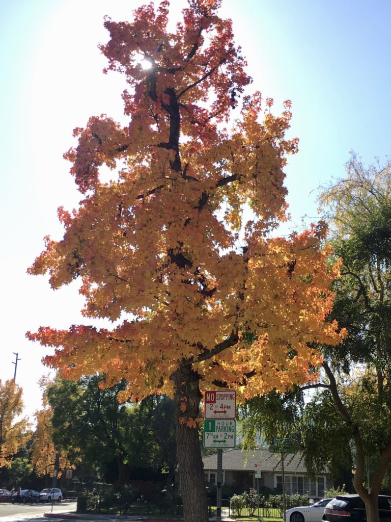 On The Road - UncleEbeneezer - "Fall" Color in SoCal