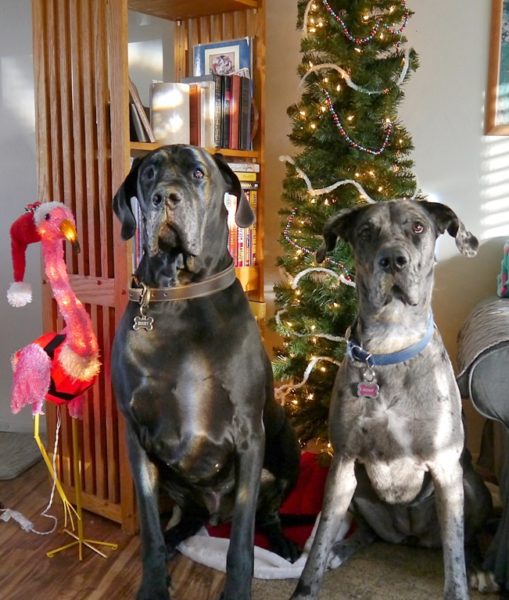 Great Danes in front of tree