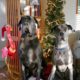 Great Danes in front of tree