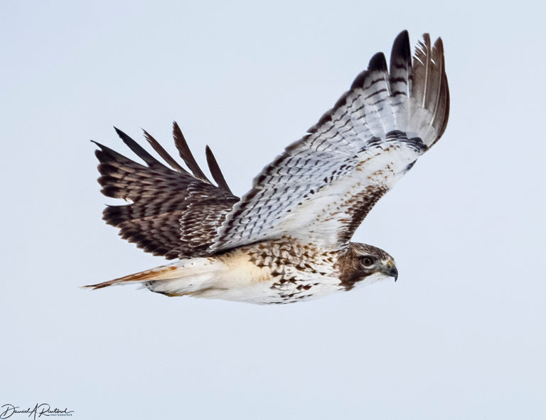 On The Road - Albatrossity - Winter Hawks 1